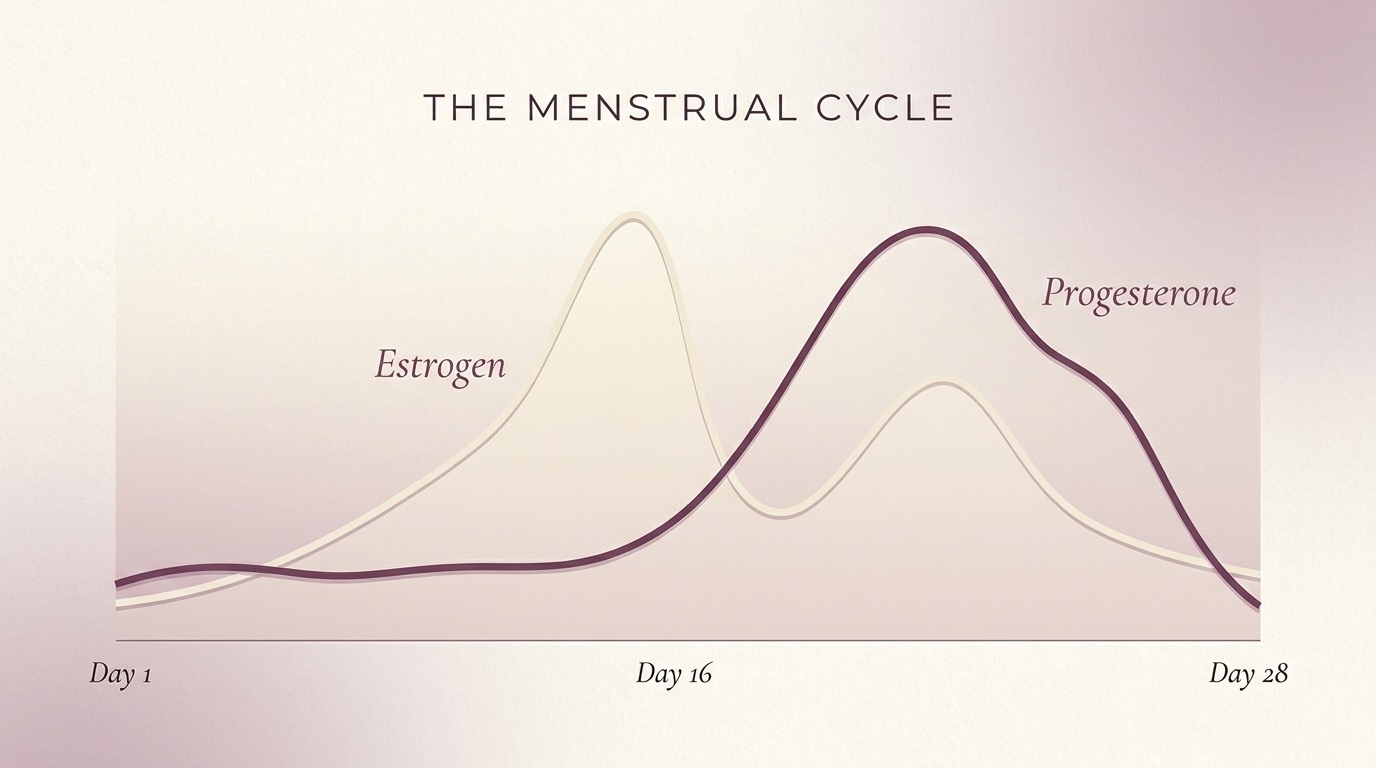 Clear illustration of estrogen, progesterone, FSH and LH rising and falling across the four phases of the menstrual cycle